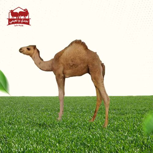 حاشي بلدي ربع ذبيحة الوزن (15_17)