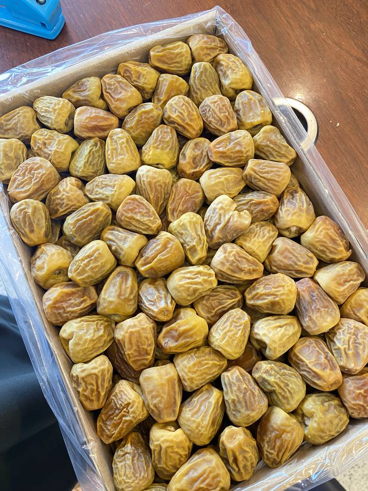 سكري مفتل ( القصيم )