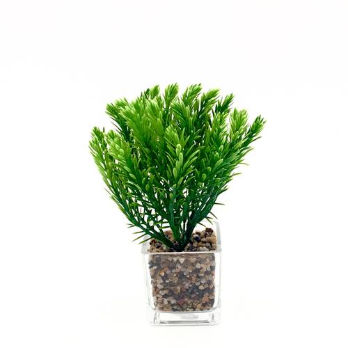 فازة ورد