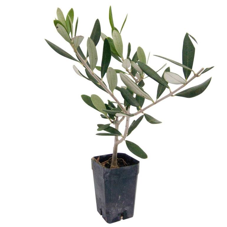 Small Olive Tree