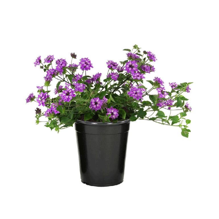 Lantana Camara