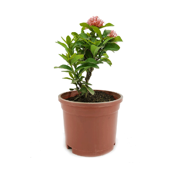 Ixora