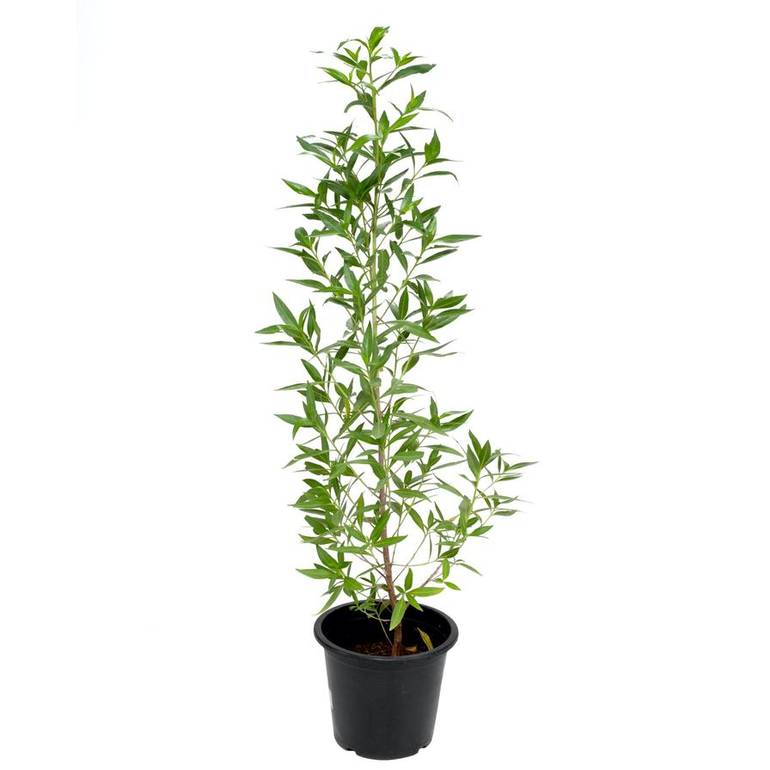 Conocarpus