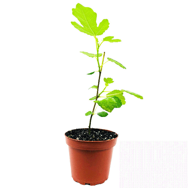 Fig- Mixed