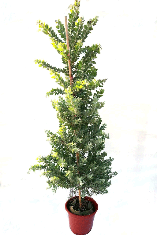 Acacia