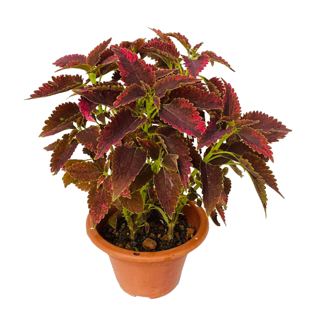 Coleus Wizard
