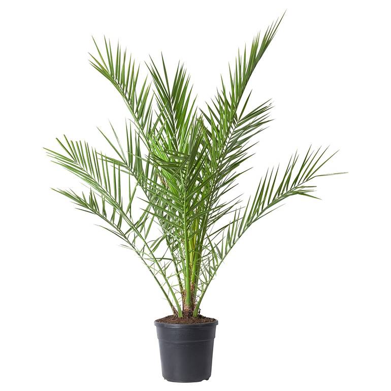 Majdool Palms