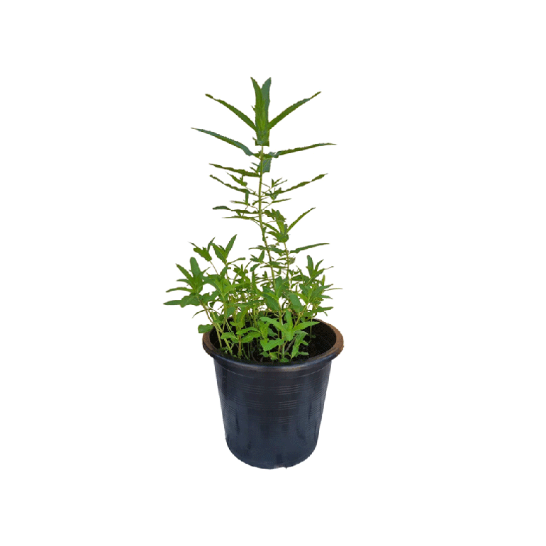 Mint (Habak)