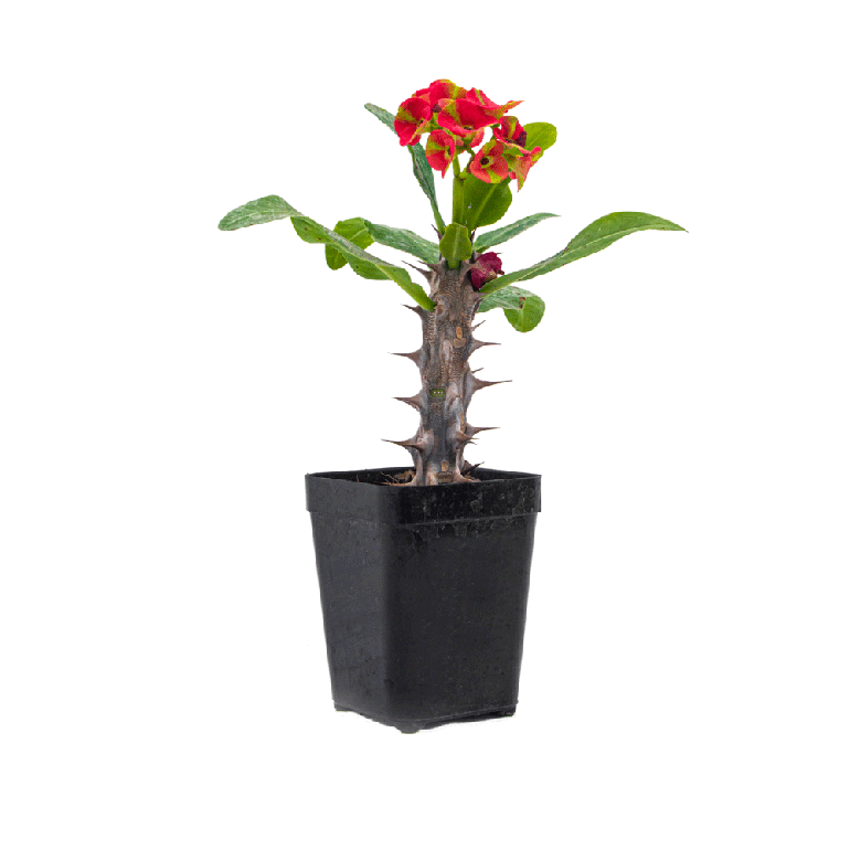 Euphorbia Milli