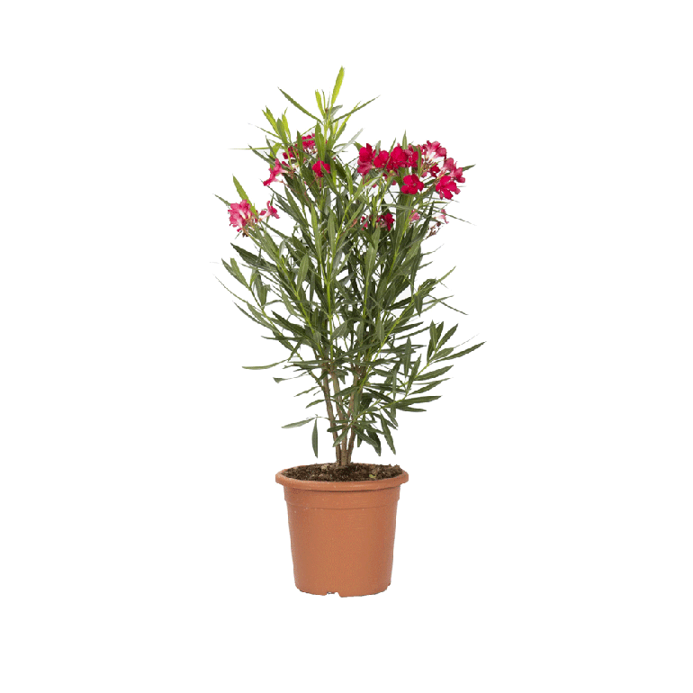 Nerium Oleander