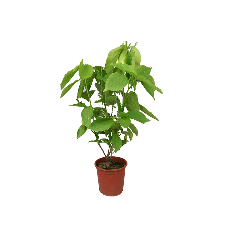 Acalypha 