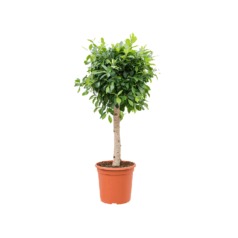 Ficus Nitida