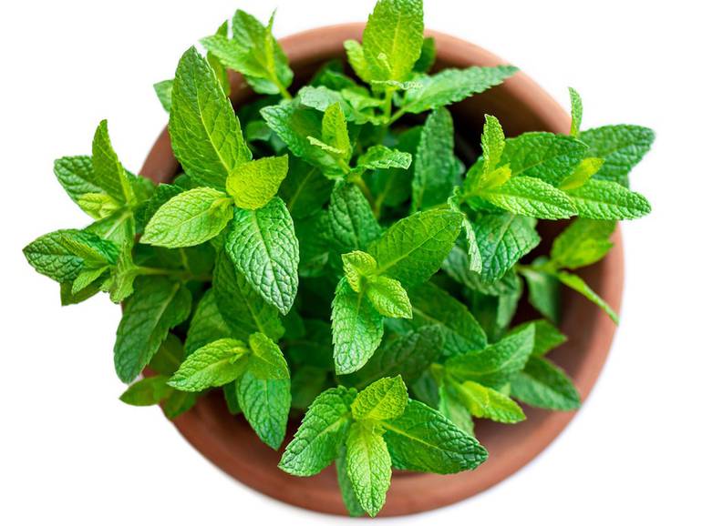 شتلة نعناع