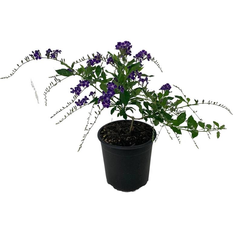 Duranta Repens
