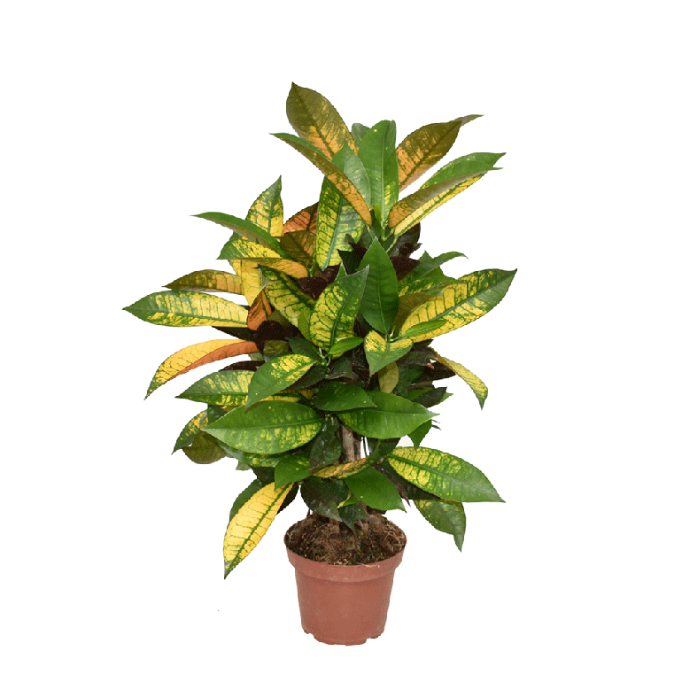 Codiaeum Variegatum Grootbladig 