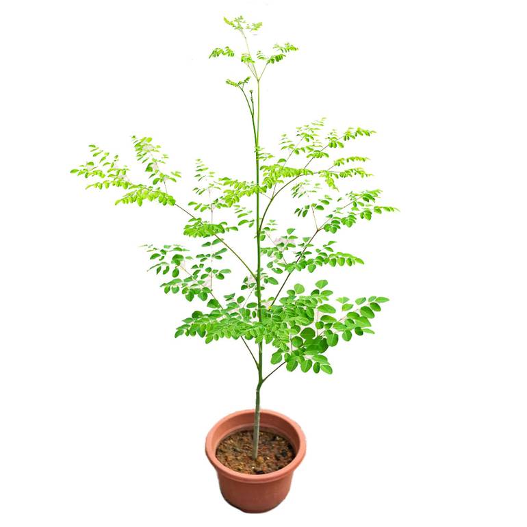 Moringa Tree