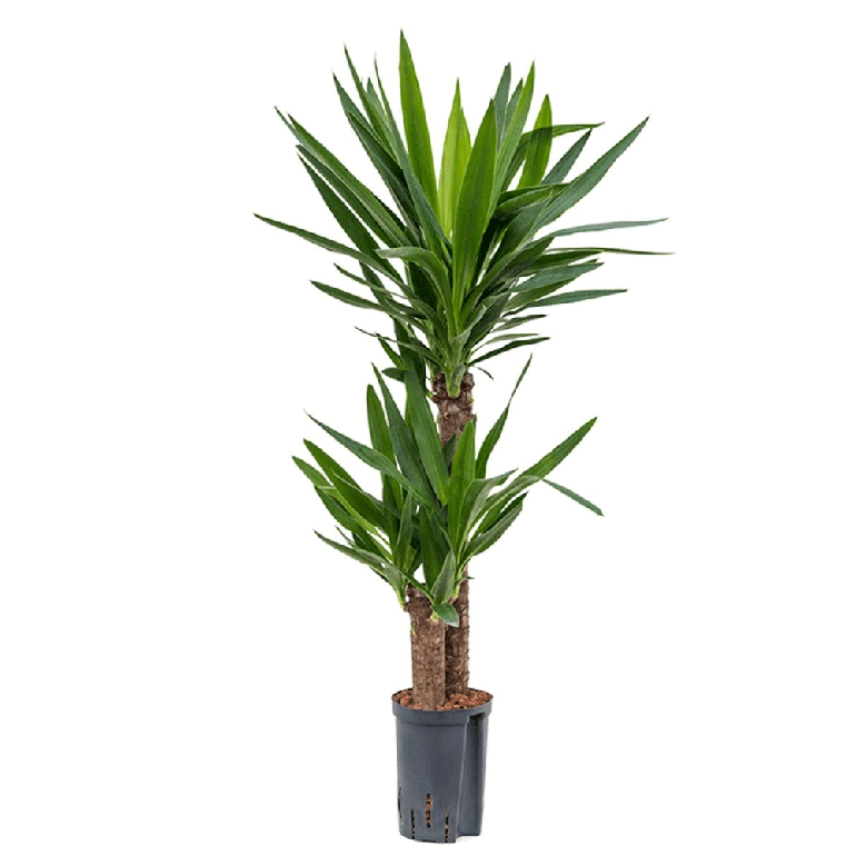 Yucca Overig 