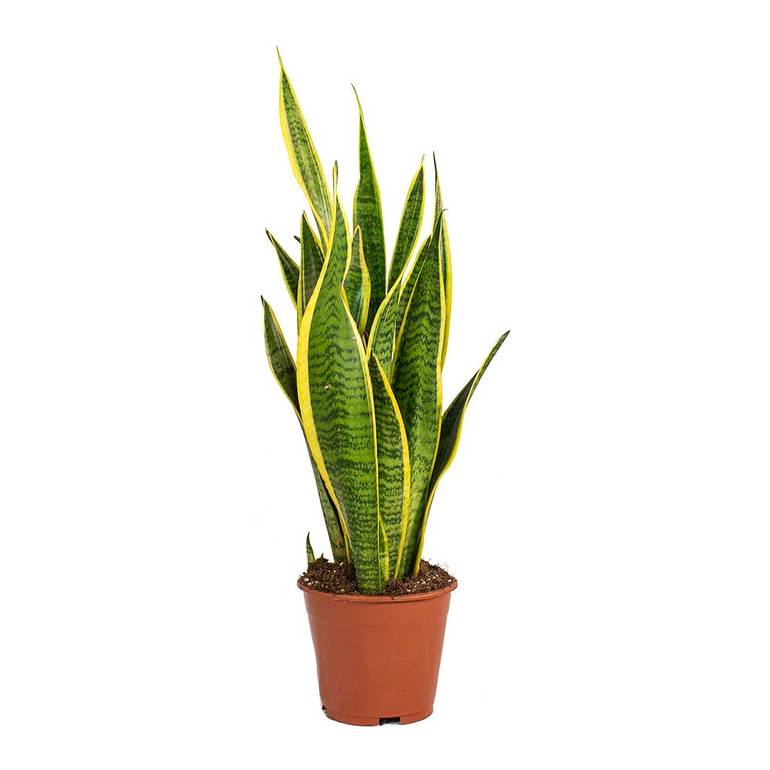 Sansevieria Trifasciata 'Laurentii 