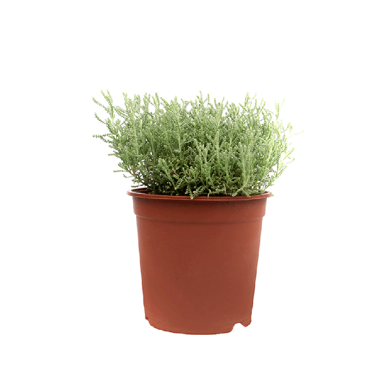 Artemisia