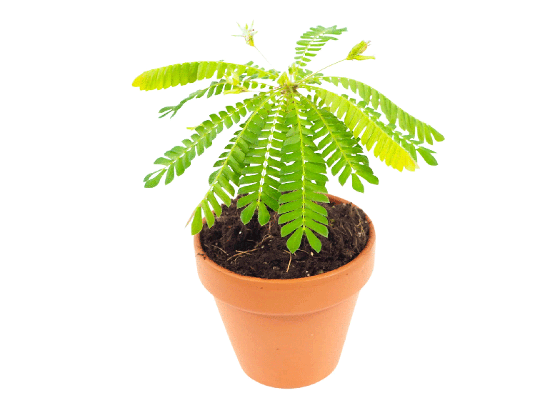 Mimosa Pudica (Chui Mui)