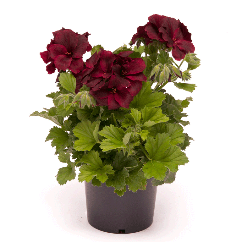 Geranium Veriegata