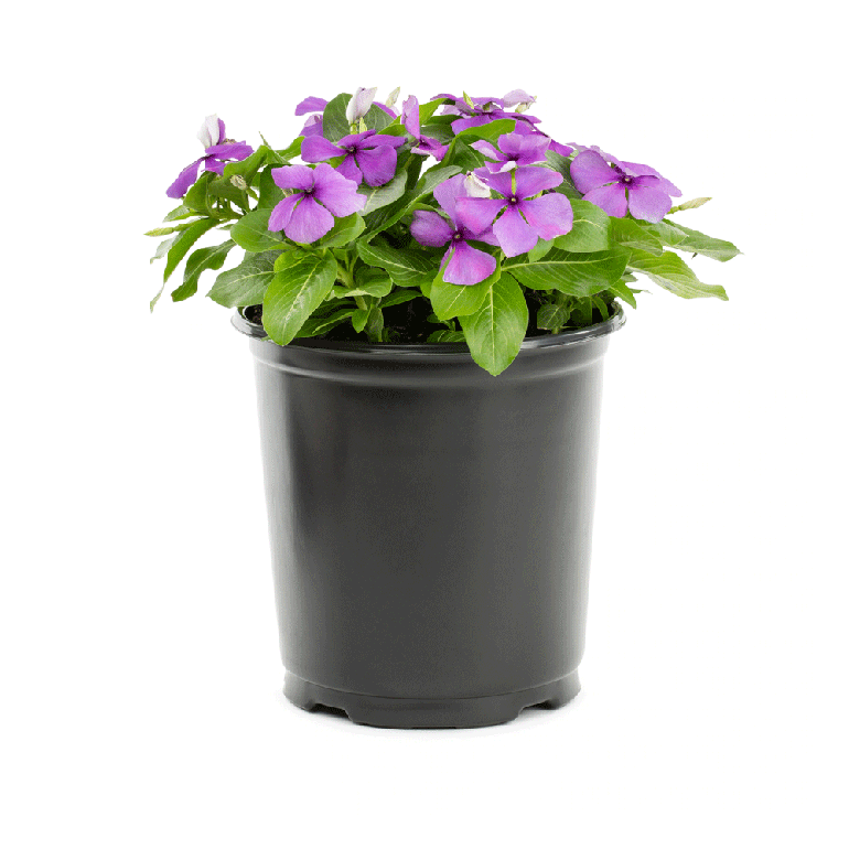 VINCA ROSEA