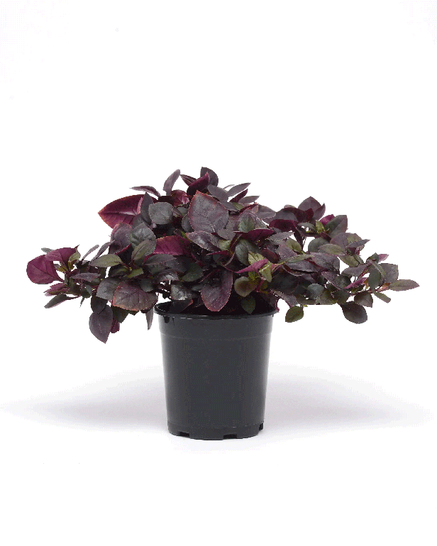 Alternanthera ( Ground Cover)