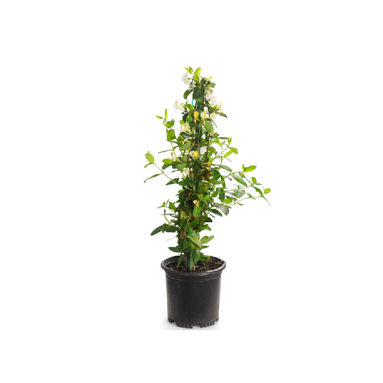Lonicera Halliana