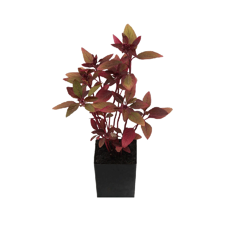 Amaranthus S/F