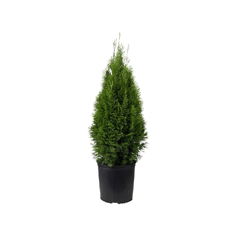 Thuja Orientalis