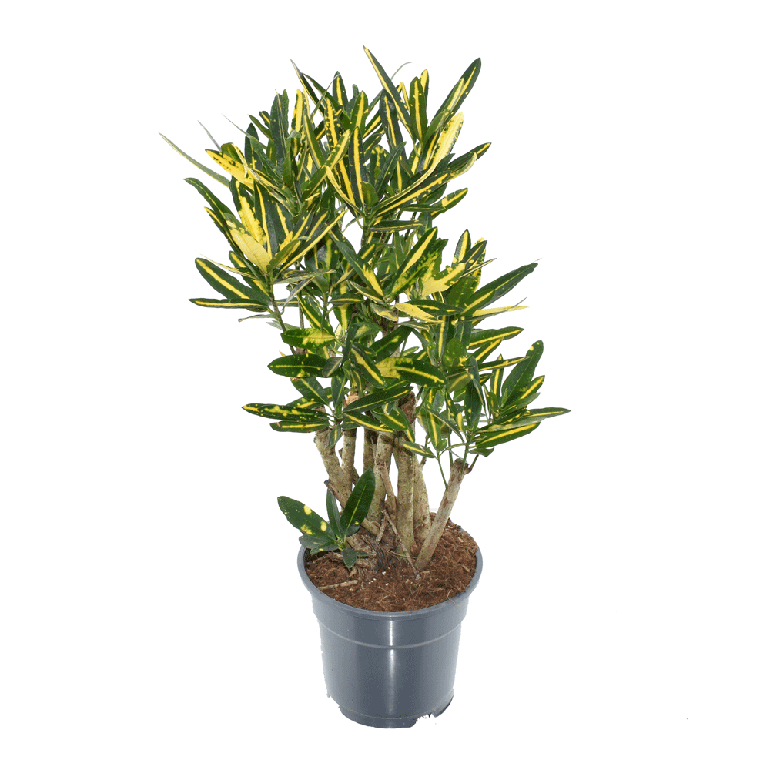 Codiaeum Variegatum Kleinbladig 