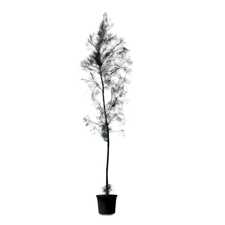 Casuarina Tree