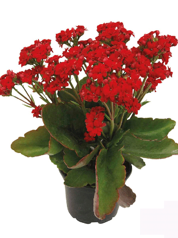Kalanchoe Red