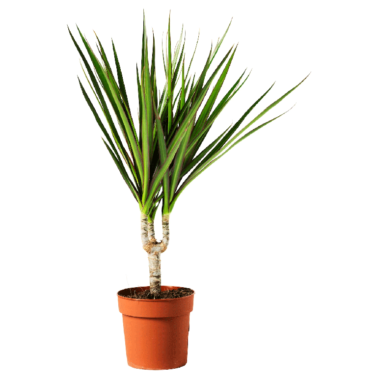Dracaena Marginata