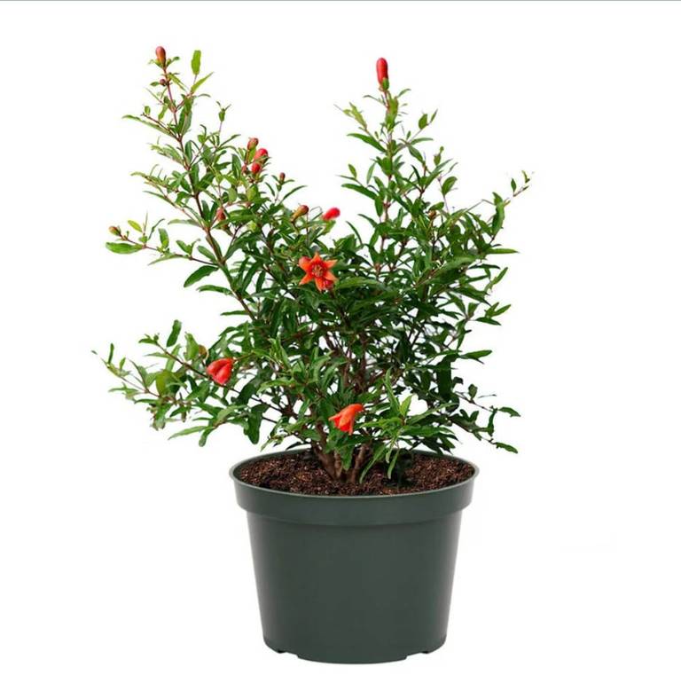 Pomegranate