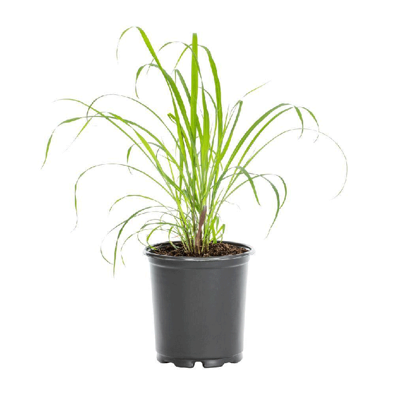 Lemon Grass