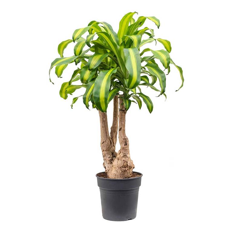 Dracaena Massangina (S)