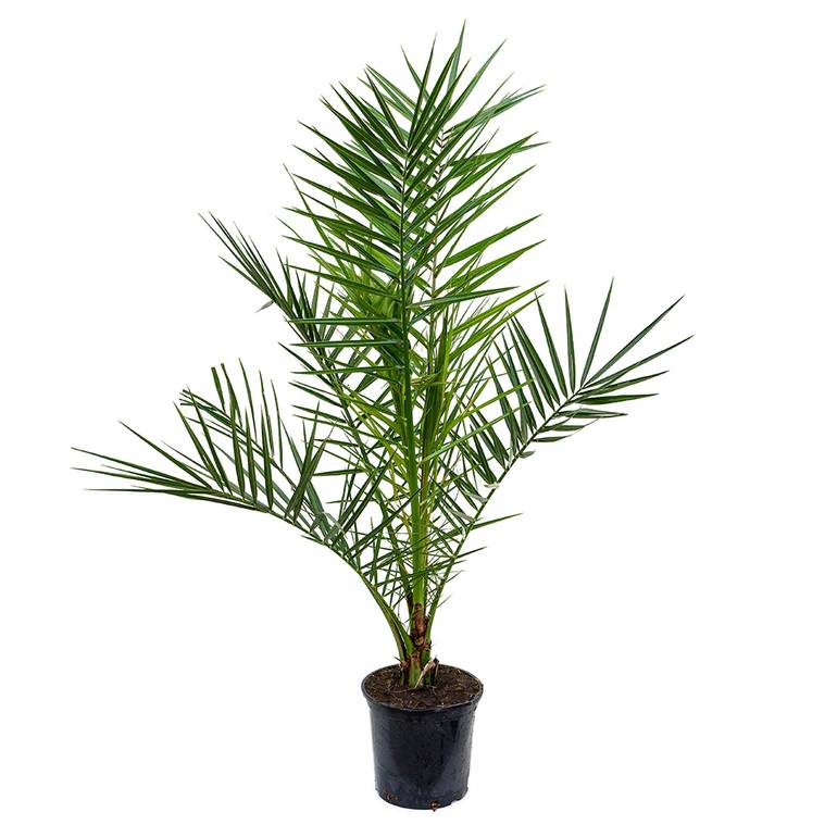 Phoenix Canariensis