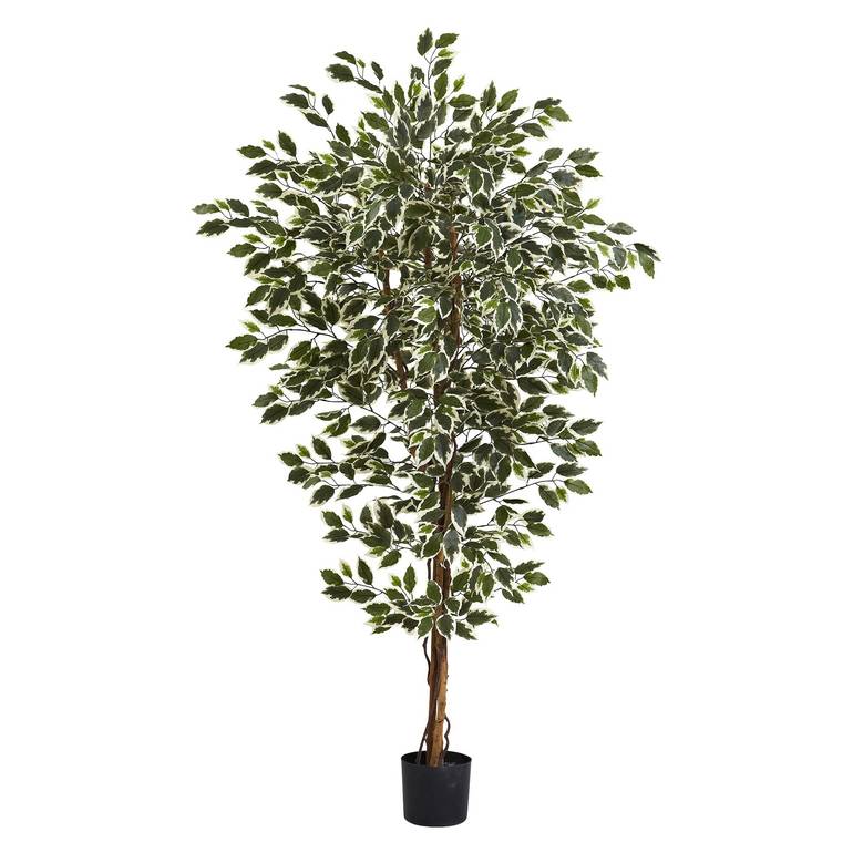 Ficus Hawai