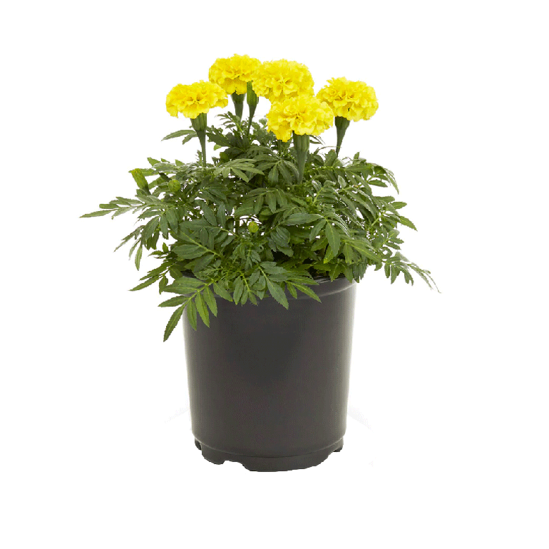 Marigold 