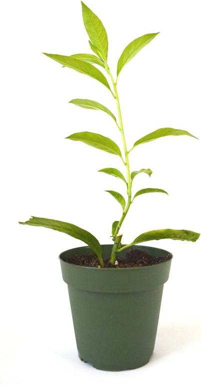 Cestrum