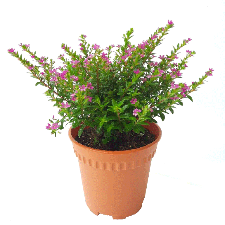 Wedelia Ground Cover