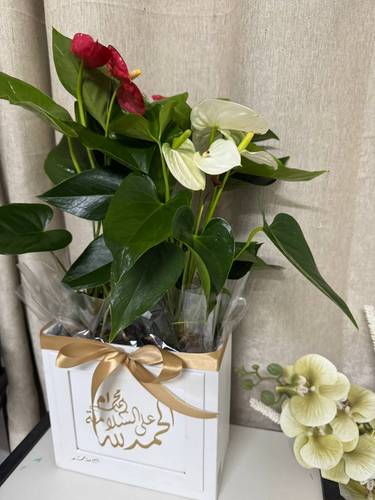 طباعة ع العلبة