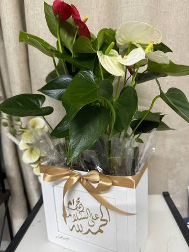 طباعة ع العلبة