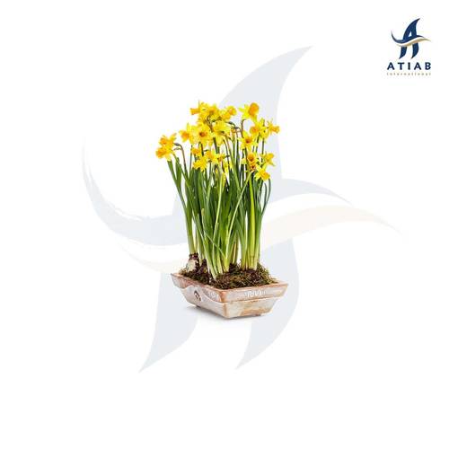 النرجس - Narcissus