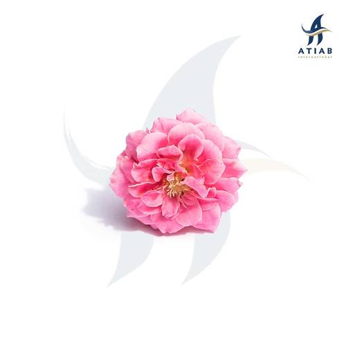 ورد بلغاري - ROSA BULGARIA