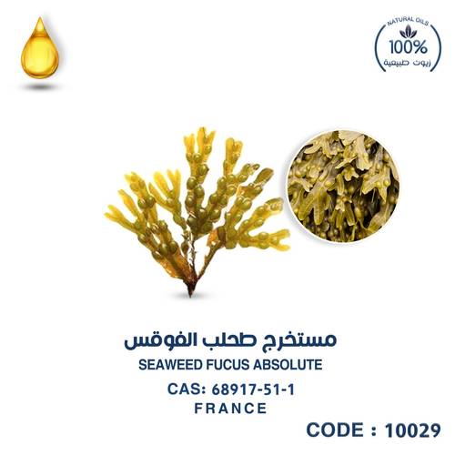 عشب بحري-SEAWEED FUCUS ABSOLUTE -FRANCE
