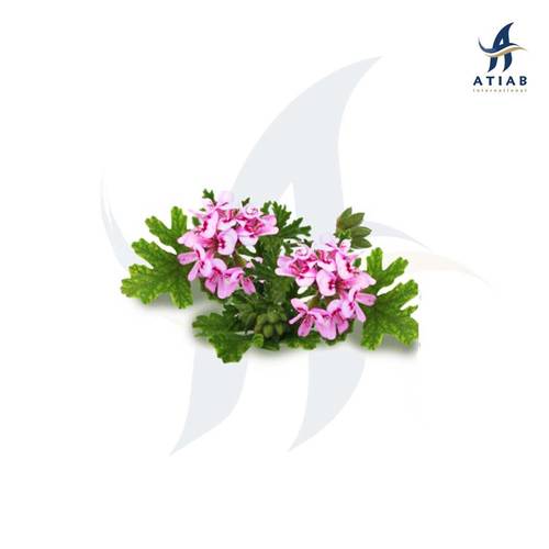 جيرانيوم  عضوي (الكونغو)-GERANIUM CONGO ORG OIL