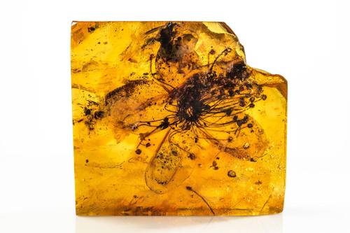 Amber Flower (C) - زهرة العنبر 