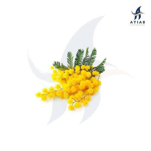 ميموزا - Mimosa